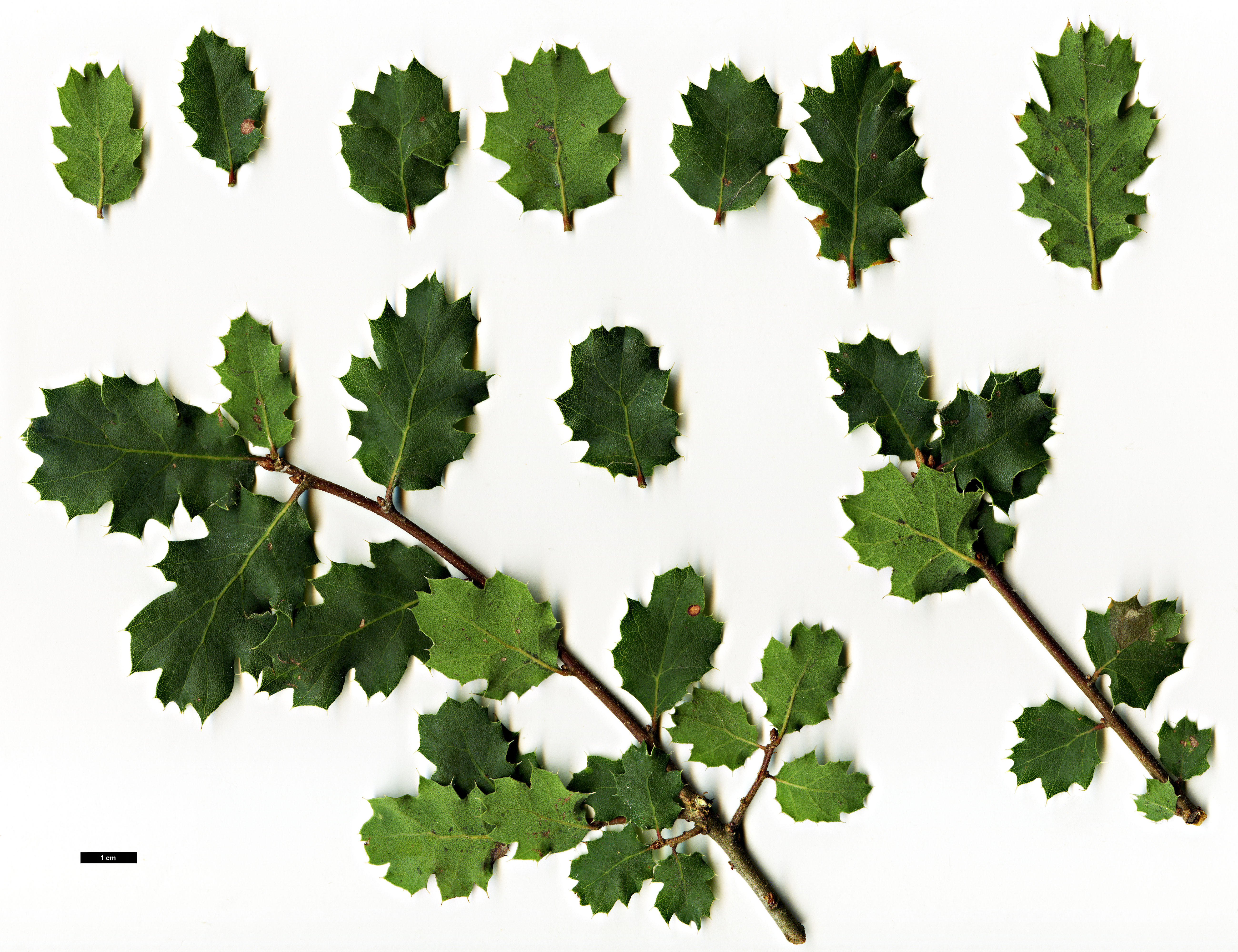 High resolution image: Family: Fagaceae - Genus: Quercus - Taxon: ×alvordiana (Q.douglasii × Q.john-tuckeri)